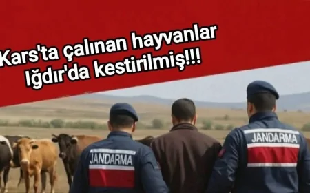 Kars'ta Çalınan Hayvanlar Iğdır'da Kestirilmiş!
